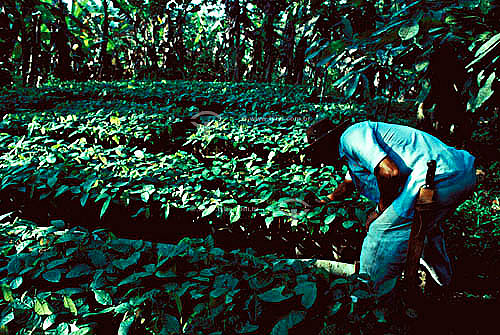  Man planting seedlings of cocoa fruit - Farm in the South of Bahia state - Brazil 