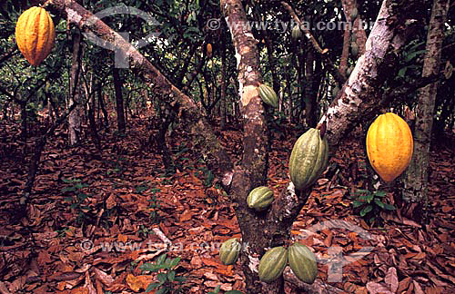  Green and two ripening cocoas fruits hanging on the tree - Brazil 
