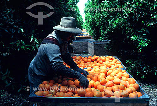  Worker manually harvesting oranges - Sao Paulo state - Brazil    