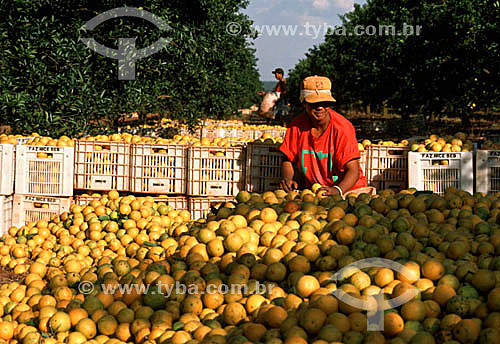  Worker with harvested oranges - Sao Paulo state - Brazil 