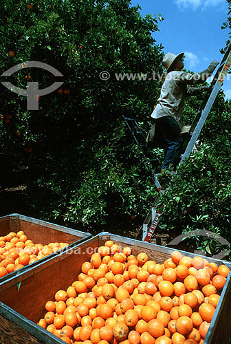  Worker manually harvesting oranges - Sao Paulo state - Brazil   