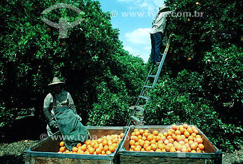  Workers manually harvesting oranges -  Sao Paulo state - Brazil   