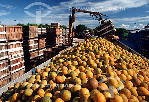  Mechanical loading of harvested oranges into crates for shipping - Brazil 