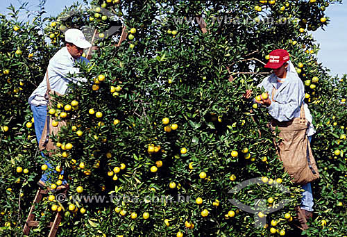  Agriculture - Workers manually harvesting oranges - Ubarana city - Sao Paulo state - Brazil 