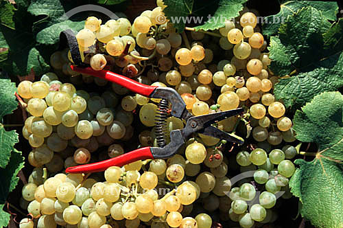  Vineyard tool with bunches of grapes 