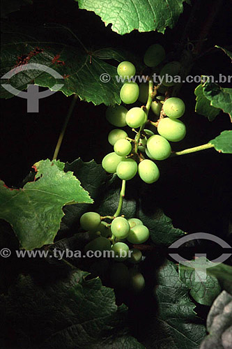  Detail of a bunch of white grapes - vineyard - Caraça city - Minas Gerais state - Brazil 
