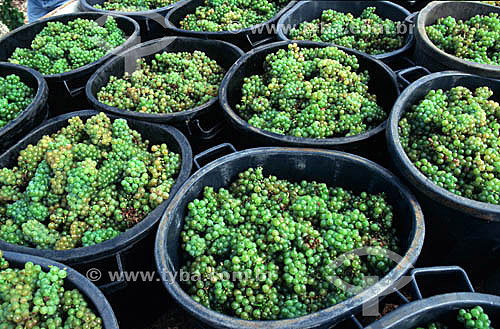  Harvested white grapes - vineyard 