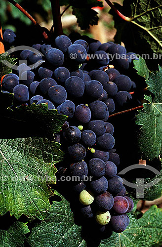  Detail of a bunch of red grapes - vineyard - Petrolina city - Pernambuco state - Brazil 