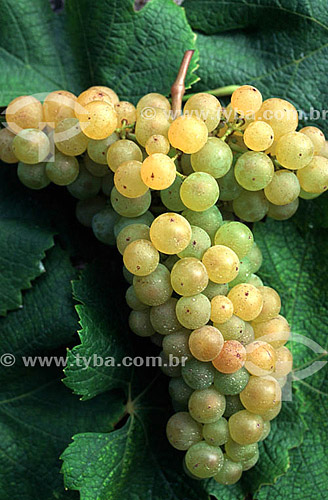  Bunch of white grapes - vineyard - Petrolina city - Pernambuco state - Brazil 