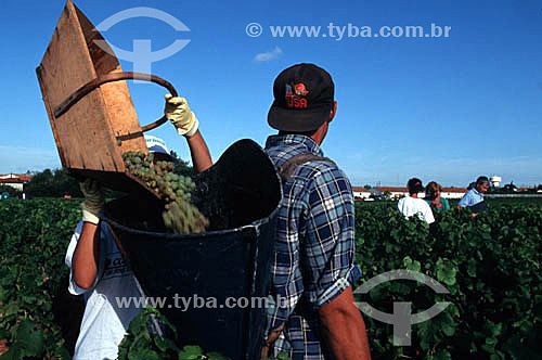  Worker harvesting white grapes 