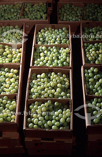  White grapes packed in cardboard boxes - West Zone - Rio de Janeiro city - Rio de Janeiro state - Brazil 