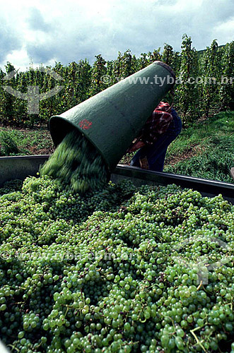  Worker harvesting white grapes 