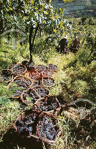  The grape harvest - Bento Gonçalves - Rio Grande do Sul state - Brazil 