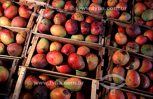  Mangos packed in wooden crates - Brazil 