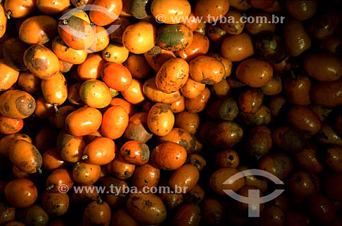  Serigüelas - Northeastern brazilian fruits 