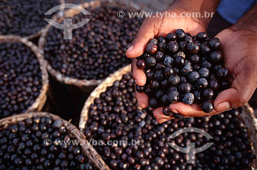  Detail of hands holding açais - Northern Brazilian Fruits - Ver-o-Peso Market (See the Weight Market) - Belem city - Para state - Brazil   