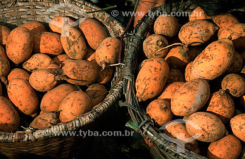  Bacuri - Northern Brazilian Fruits - Belem city - Para state - Brazil 