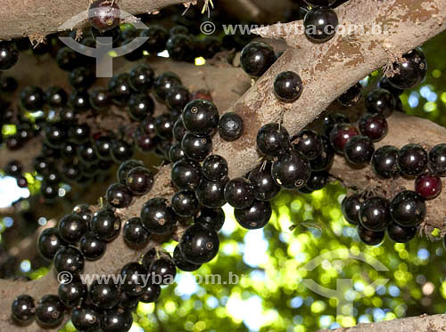  (Myrciaria cauliflora)  Jaboticaba fruit 