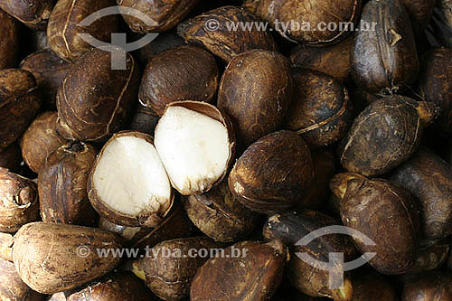  (Artocarpus incisa) - Breadfruit exposed in the 