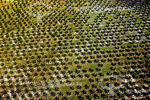  Coconut palm plantation - Espirito Santo state - November 2006 