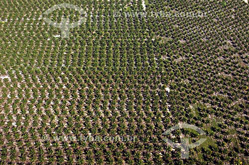  Coconut palm plantation - Espirito Santo state - November 2006 