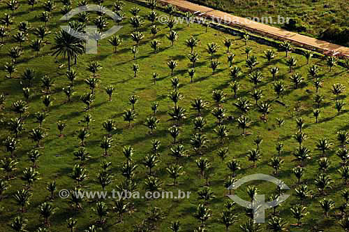  Coconut palm plantation - North of Espirito Santo state - November 2006 