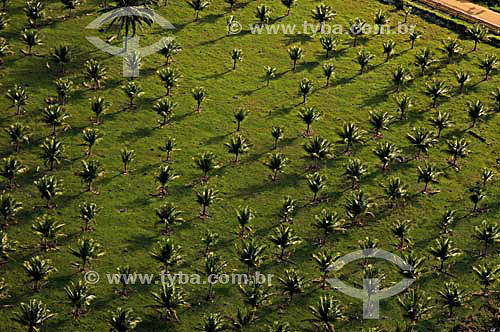  Coconut palm plantation - North of Espirito Santo state - November 2006 