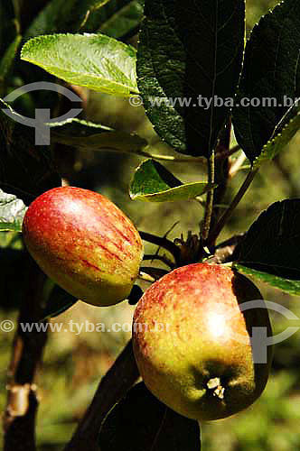  Organic Apple - Sao Jose do Vale do Rio Preto town - Rio de Janeiro state - Brazil - November 2006 