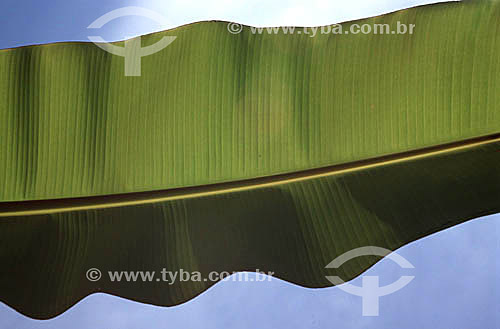  Banana leaf 