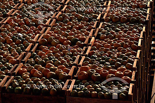  Tangerines packed in wooden boxes - Brazil 