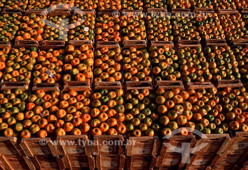  Tangerines packed in wooden boxes - Limeira city - Sao Paulo state - Brazil  