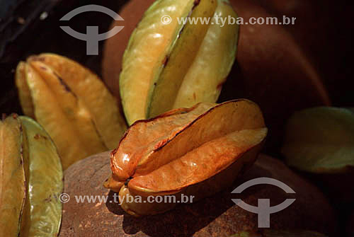  Carambole fruit - Northeastern Brazilian Fruits - Bahia state- Brazil 