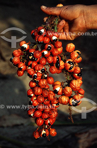  Detail of a hand holding bunch of Guarana - Northern Brazilian Fruits - Brazil 