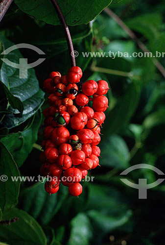  Detail of a bunch of Guarana - Northern Brazilian Fruits - Brazil 