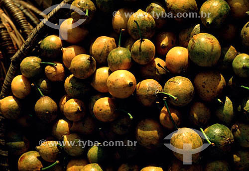  Bacuri pari - Amazonas state - Brazil 