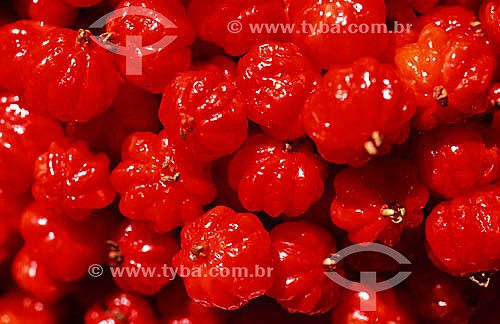  Surinam Cherries (Eugenia uniflora) - Brazil 