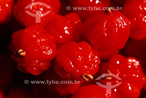  Surinam Cherries (Eugenia uniflora) - Brazil 