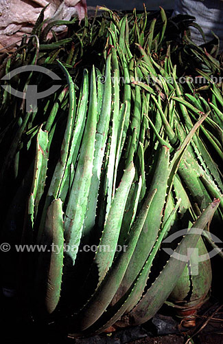  Aloe Vera leaves - Brazil 