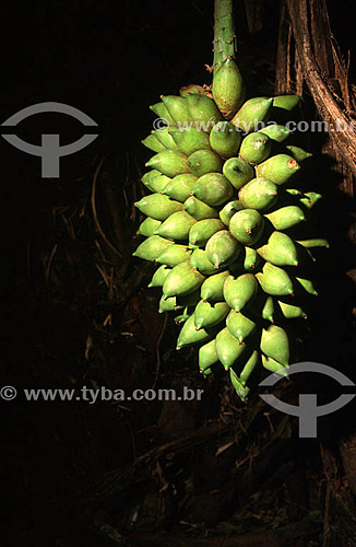  Buriti - Bonito village - Mato Grosso do Sul state - Brazil 