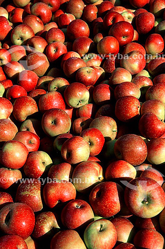  Fuji apples - Fraiburgo city - Santa Catarina state - Brazil 