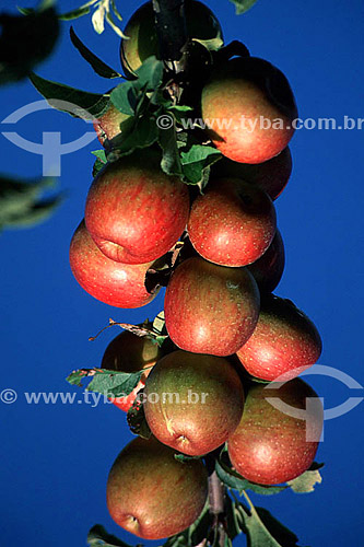  Fuji apples - Fraiburgo city - Santa Catarina state - Brazil 