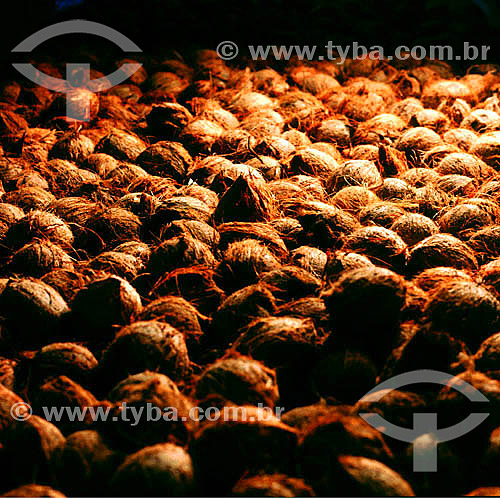  Coconuts - Brazil 