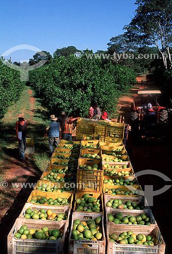  Workers manually harvesting Sicilian lemons- Reginopolis - Sao Paulo state - Brazil 