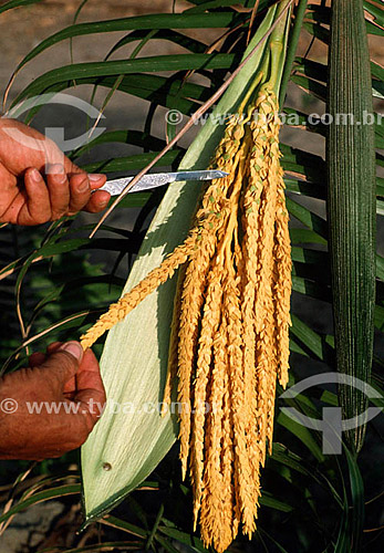  Detail of hands showing part of a coconut plant - Brazil 