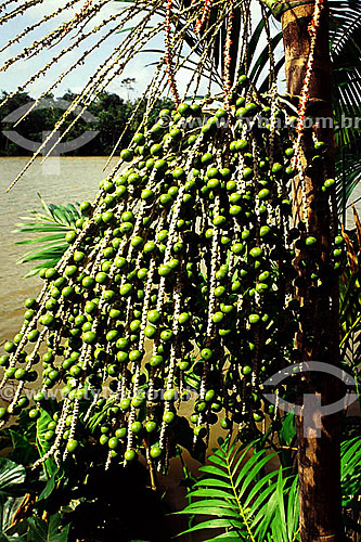  Fruit -  (Euterpe oleracea) Açai fruit on the Açai palm tree - Amazonas state - Brazil august 1993 
