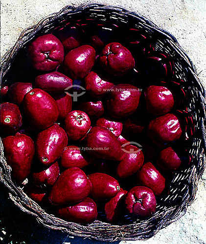  Fruit - Basket of 