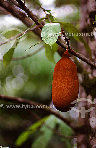  (Theobroma grandiflorum) Cupuacu - typical fruit of North-northeast - Brazil 