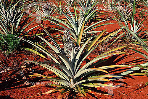  Pineapple plants - Brazil 