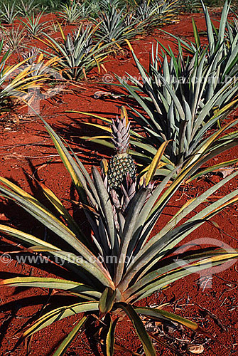  Pineapple plants - Brazil 