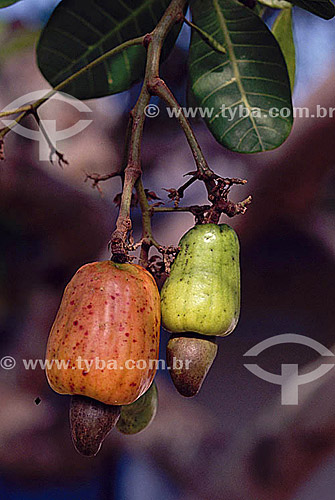  Cashew fruit - Pernambuco state - Brazil 